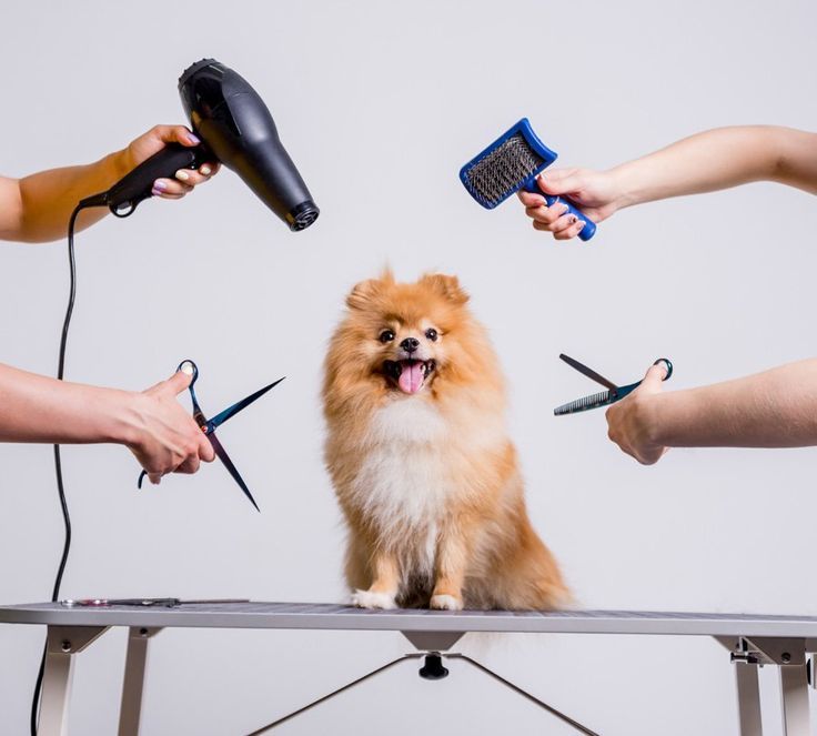 Pet Grooming