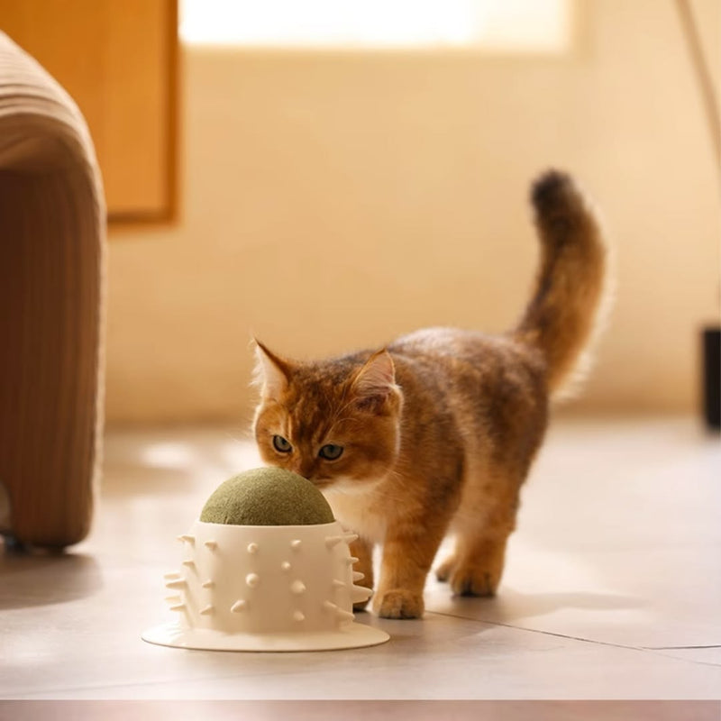 Pet Toys