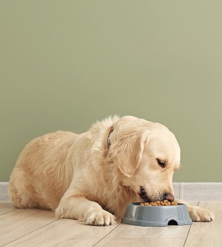 Pet Drinking & Feeding