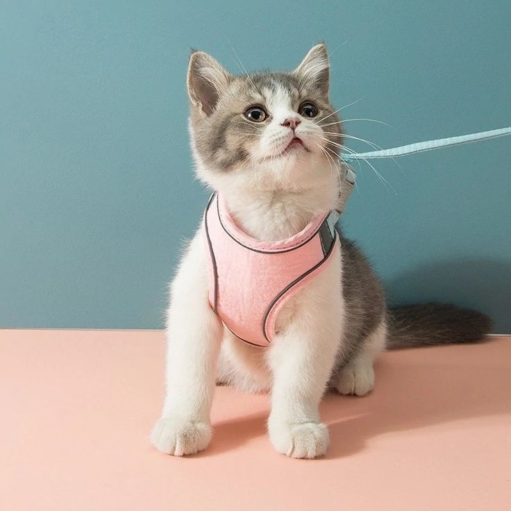 Pet Accessories