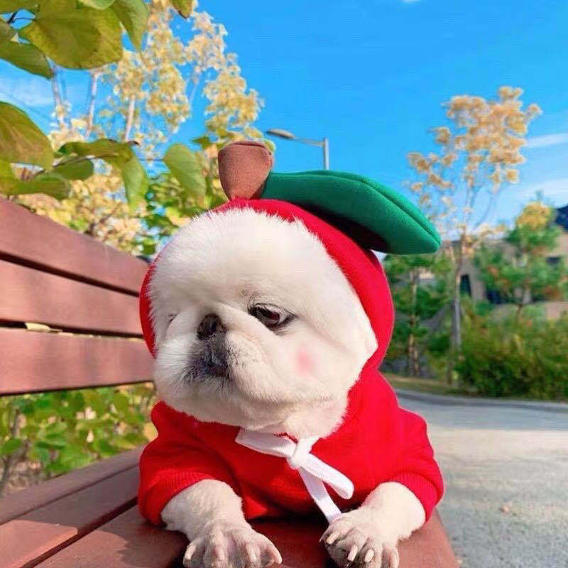 French Bulldog wearing a soft apple dog hoodie for cooler weather