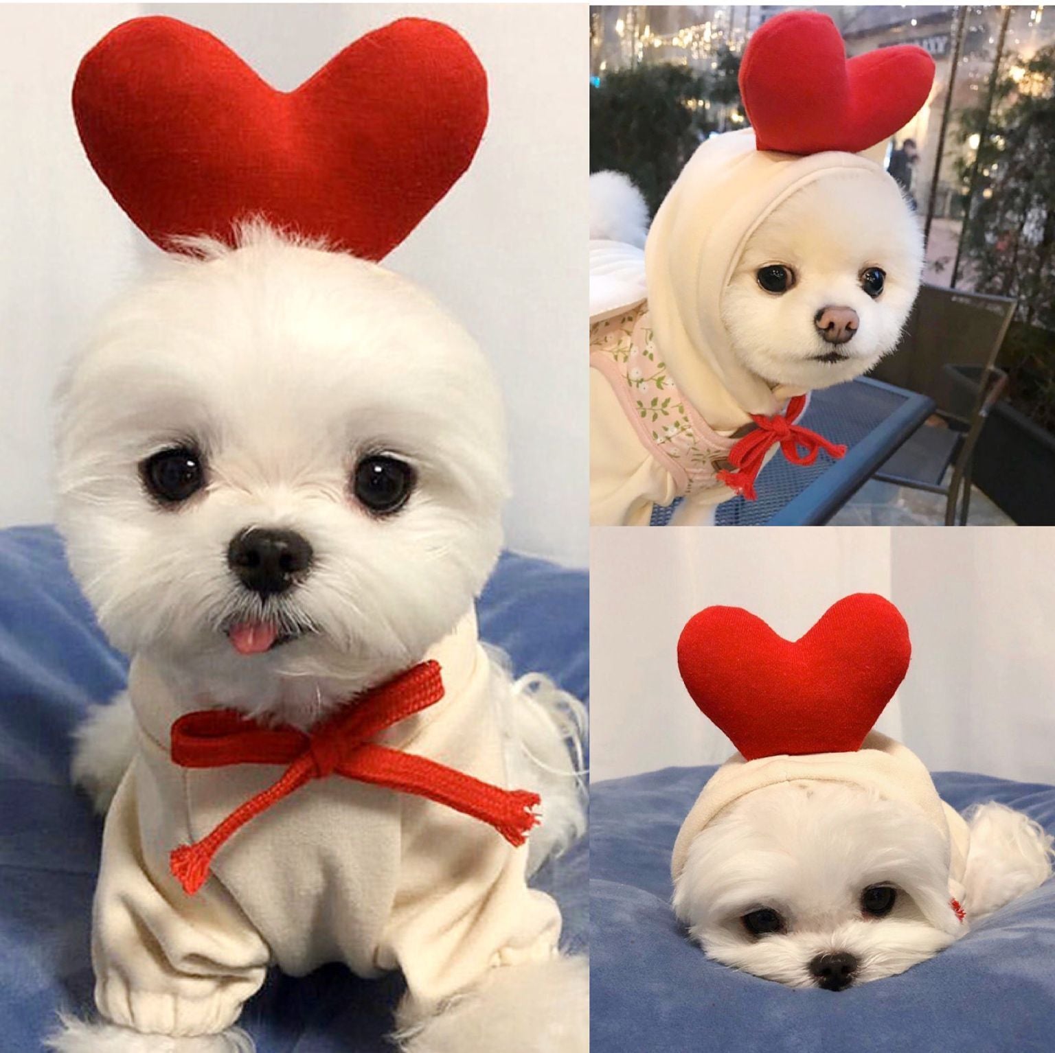 Small white dog wearing a heart hoodie made for cozy winter days